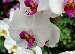 White Orched