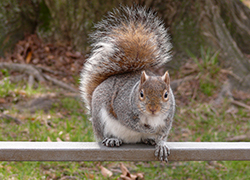 Squirel