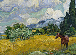 vangogh Field